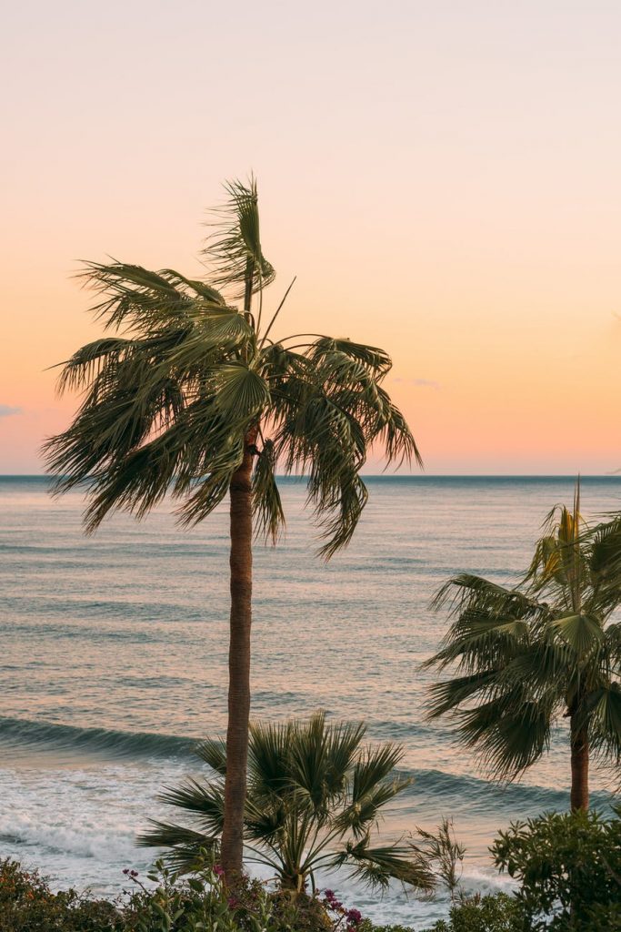 palm trees near body of water