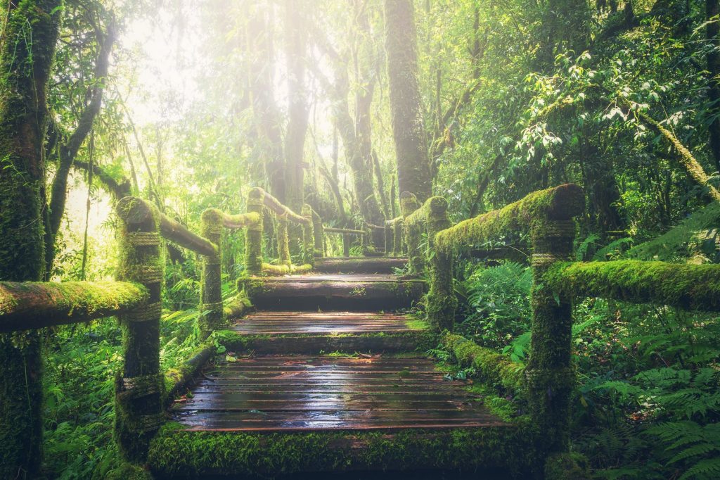 adventure beautiful boardwalk bridge