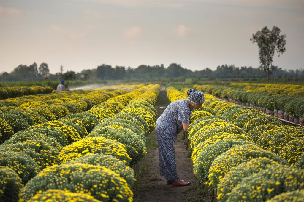 woman harvesting