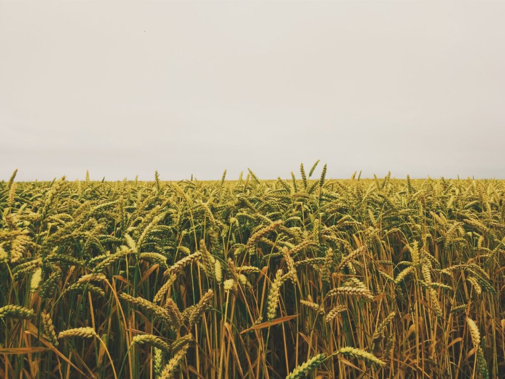 wheat field under gray sky