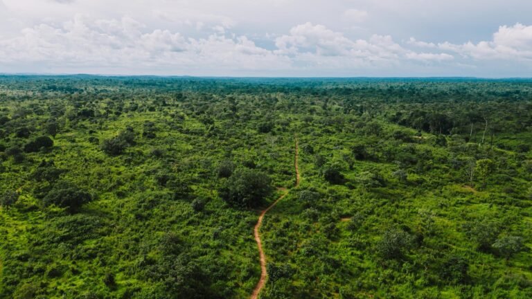 dirty road in tropical forest